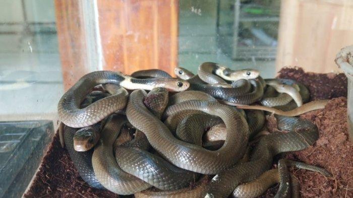 5 Hal Terkait Penemuan Induk dan Puluhan Anak King Kobra di Perumahan Bekasi